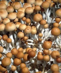 Psilocybin Mushrooms