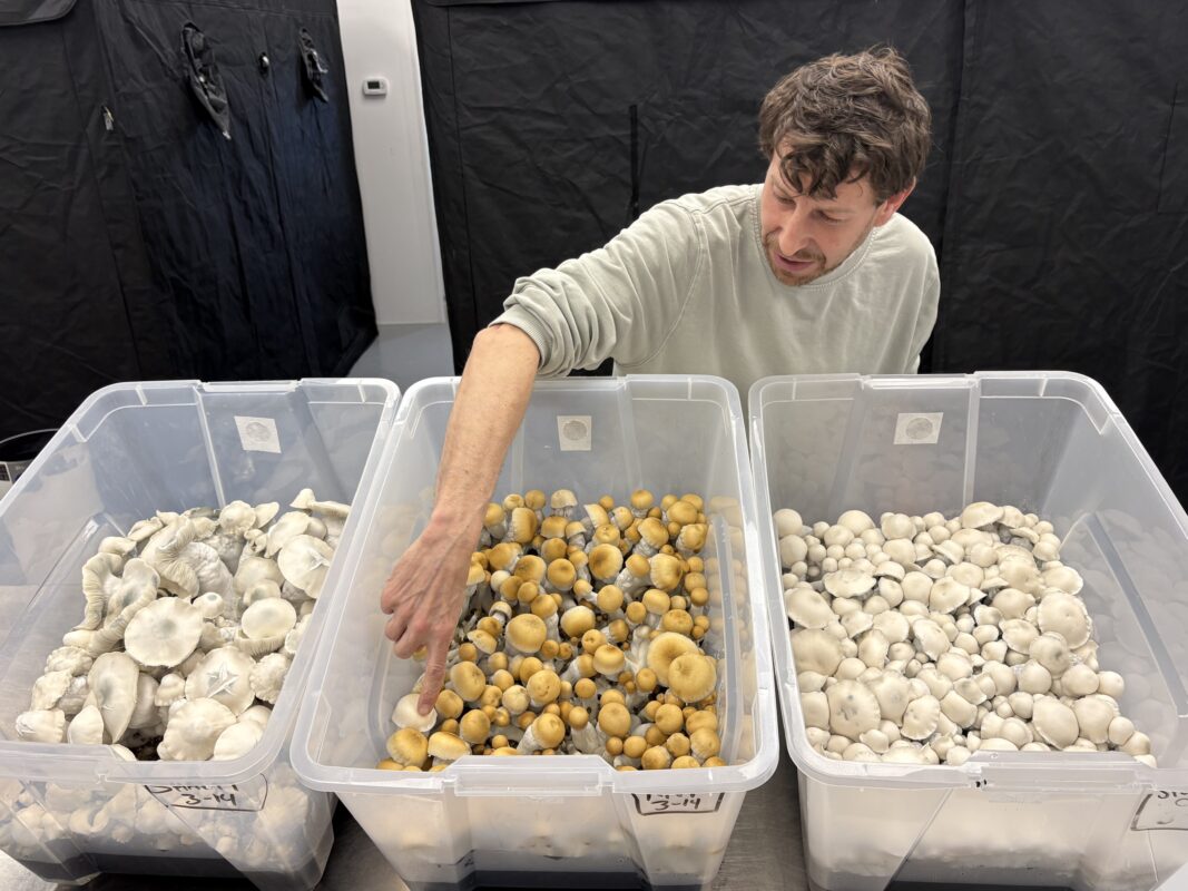 Magic Mushrooms