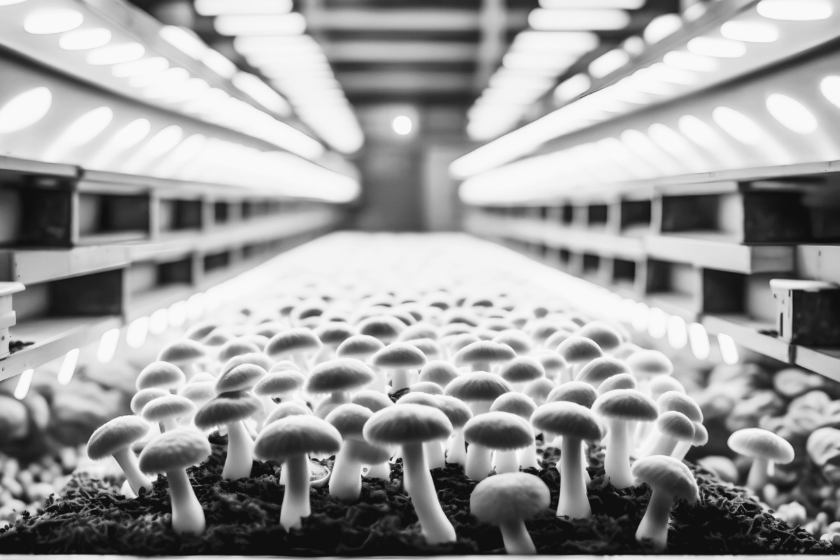 Magic Mushrooms