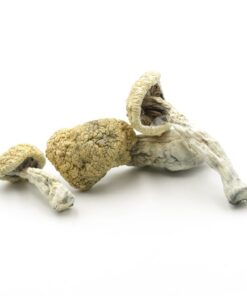 Magic Mushrooms