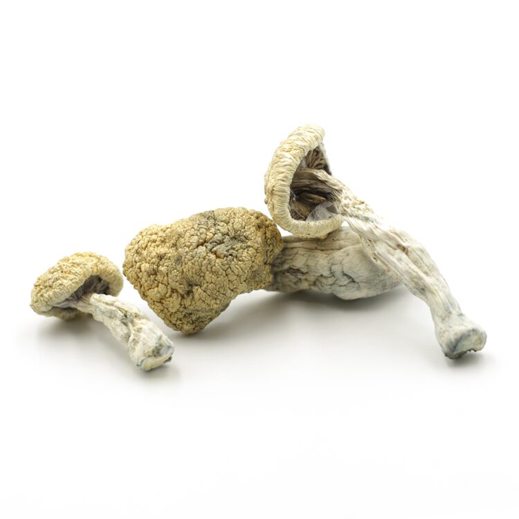 Magic Mushrooms Magic Mushrooms