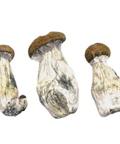 Magic Mushrooms
