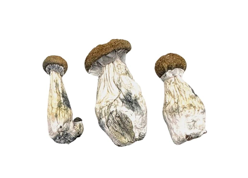 Magic Mushrooms Magic Mushrooms