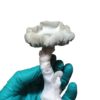 Magic Mushrooms