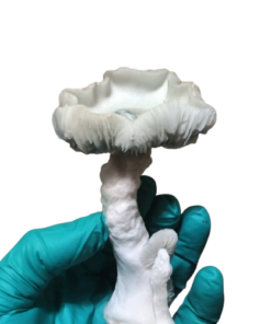 Magic Mushrooms