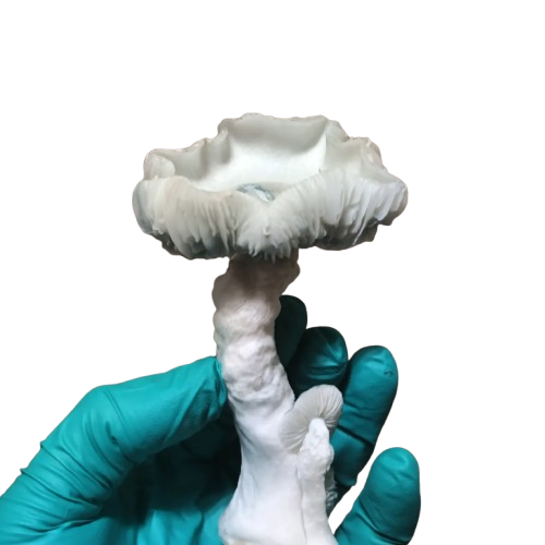 Magic Mushrooms Magic Mushrooms