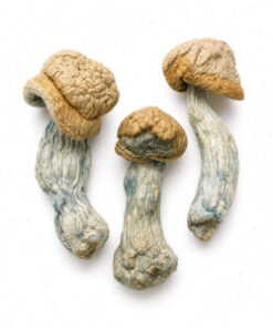 Magic Mushrooms