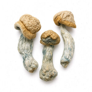Magic Mushrooms Magic Mushrooms