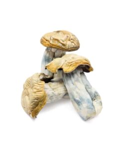 Magic Mushrooms