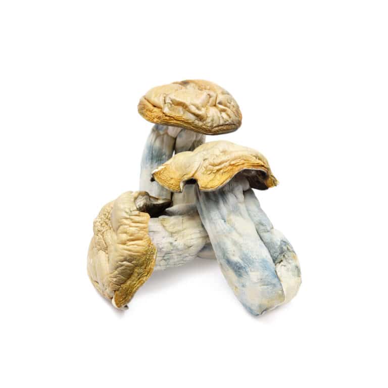 Magic Mushrooms Magic Mushrooms
