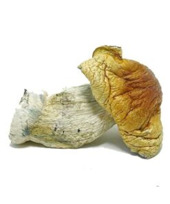 Magic Mushrooms