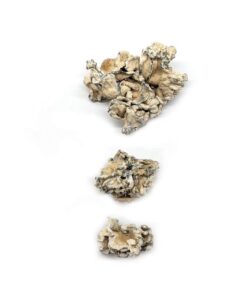 Magic Mushrooms