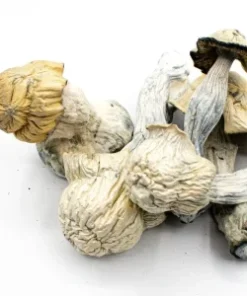 Magic Mushrooms
