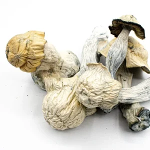 Magic Mushrooms Magic Mushrooms
