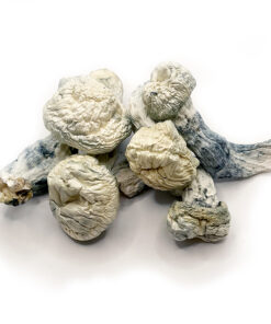 Magic Mushrooms