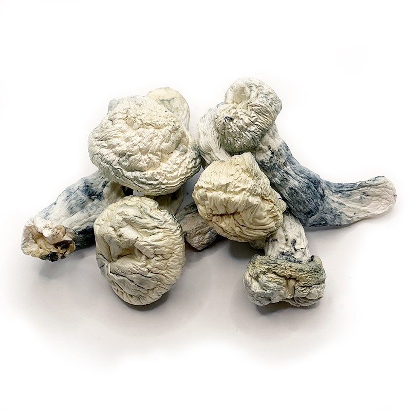 Magic Mushrooms Magic Mushrooms