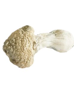 Magic Mushrooms