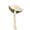 Magic Mushrooms