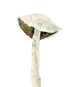 Magic Mushrooms