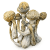 Magic Mushrooms