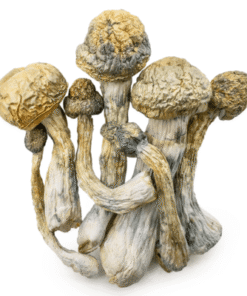 Magic Mushrooms