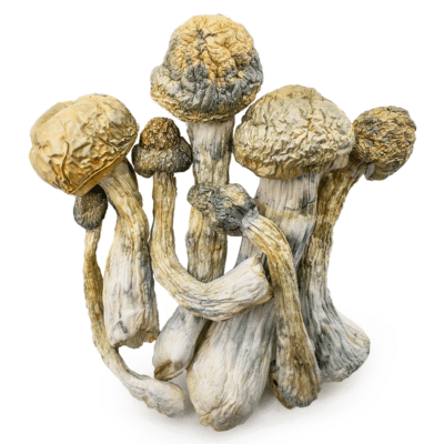 Magic Mushrooms Magic Mushrooms