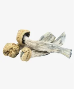 Magic Mushrooms