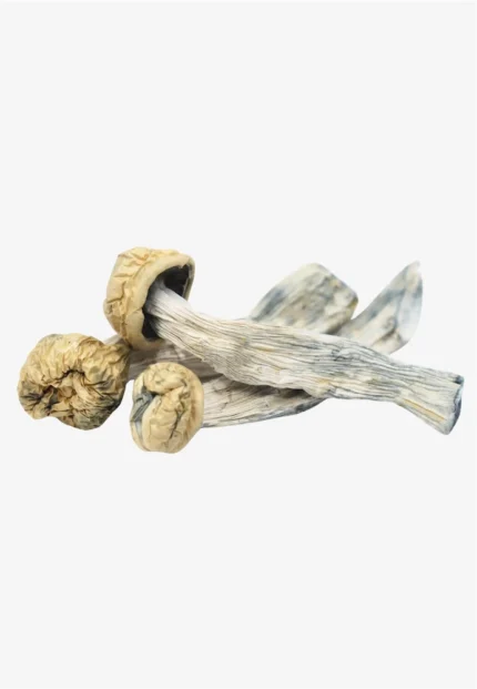 Magic Mushrooms Magic Mushrooms