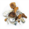 Magic Mushrooms