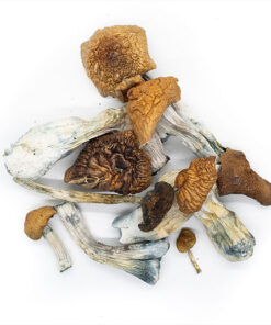 Magic Mushrooms