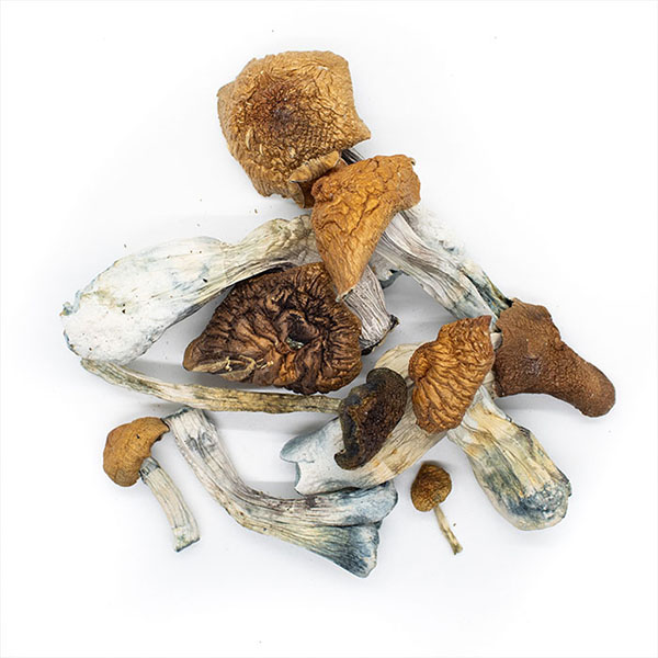 Magic Mushrooms Magic Mushrooms