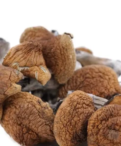 Magic Mushrooms
