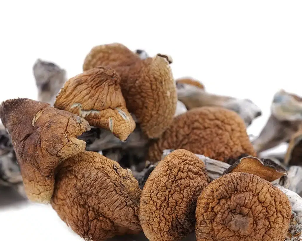 Magic Mushrooms Magic Mushrooms