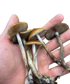 Magic Mushrooms