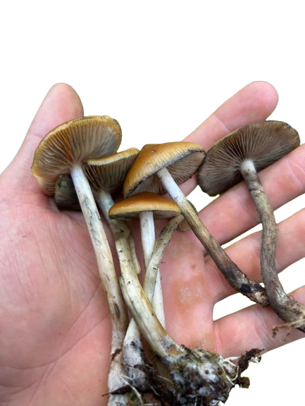 Magic Mushrooms Magic Mushrooms