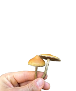 Magic Mushrooms