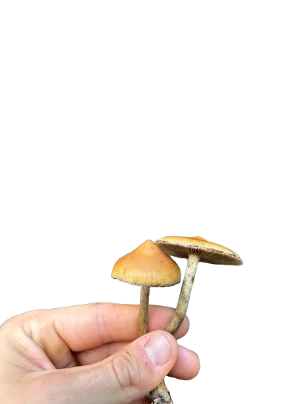 Magic Mushrooms Magic Mushrooms