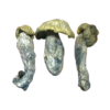 Psilocybin Mushrooms