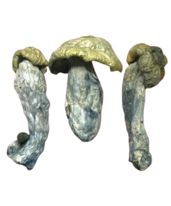 Psilocybin Mushrooms