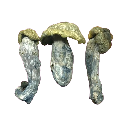 Psilocybin Mushrooms Psilocybin Mushrooms