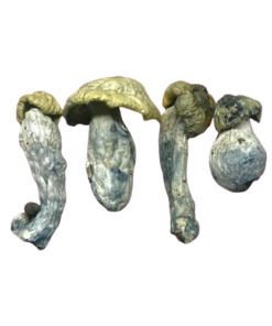 Psilocybin Mushrooms