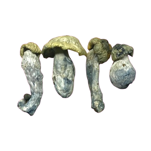 Psilocybin Mushrooms Psilocybin Mushrooms