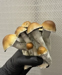 Magic Mushrooms