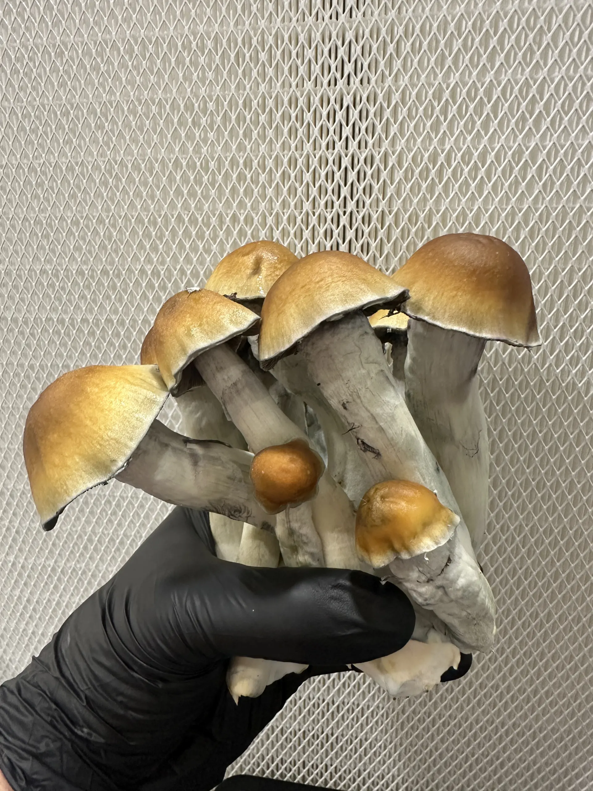 Magic Mushrooms Magic Mushrooms