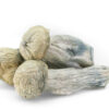 Psilocybin Mushrooms