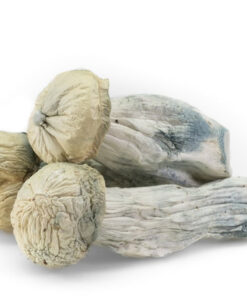 Psilocybin Mushrooms