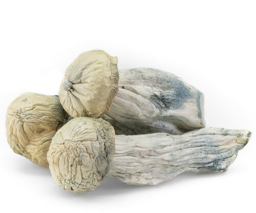 Psilocybin Mushrooms Psilocybin Mushrooms