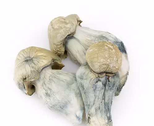 Psilocybin Mushrooms Psilocybin Mushrooms