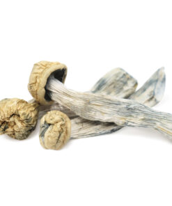 Psilocybin Mushrooms