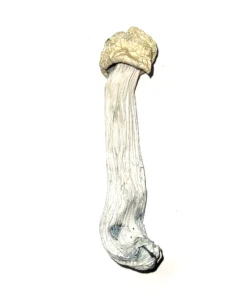 Psilocybin Mushrooms
